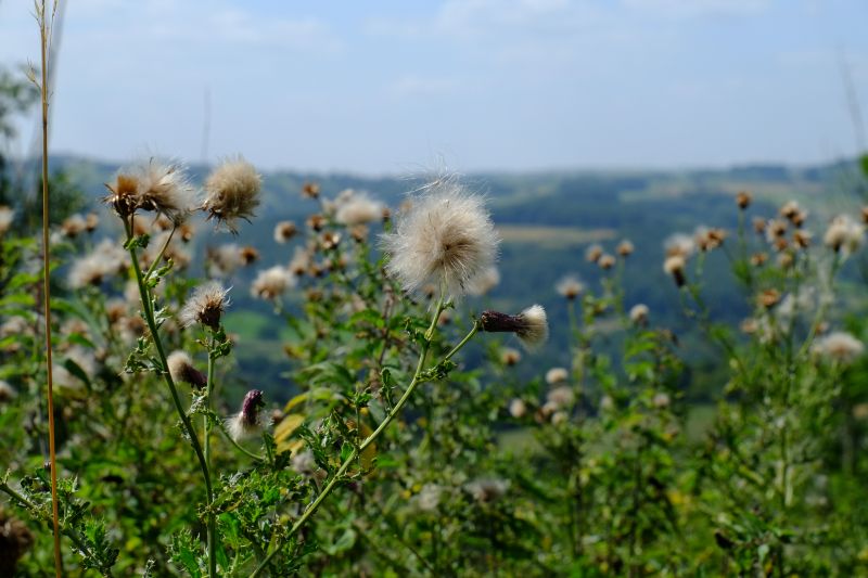 DSCF7717