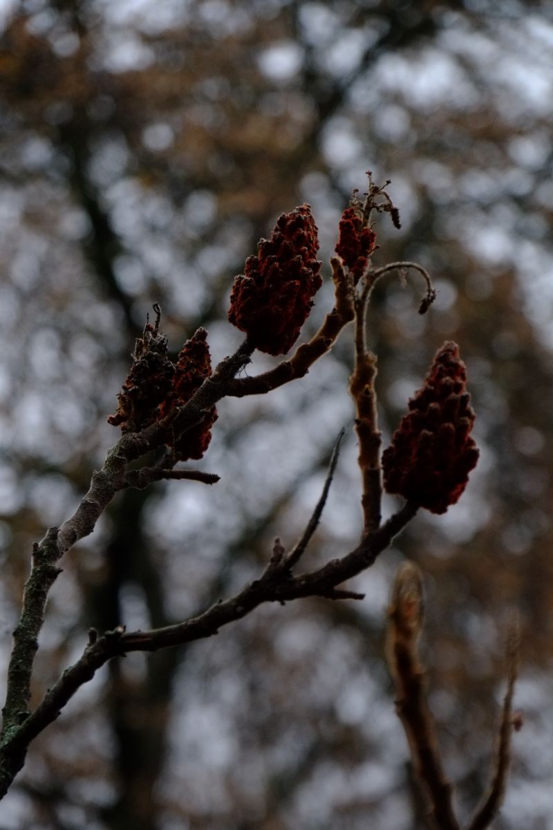 DSCF8062