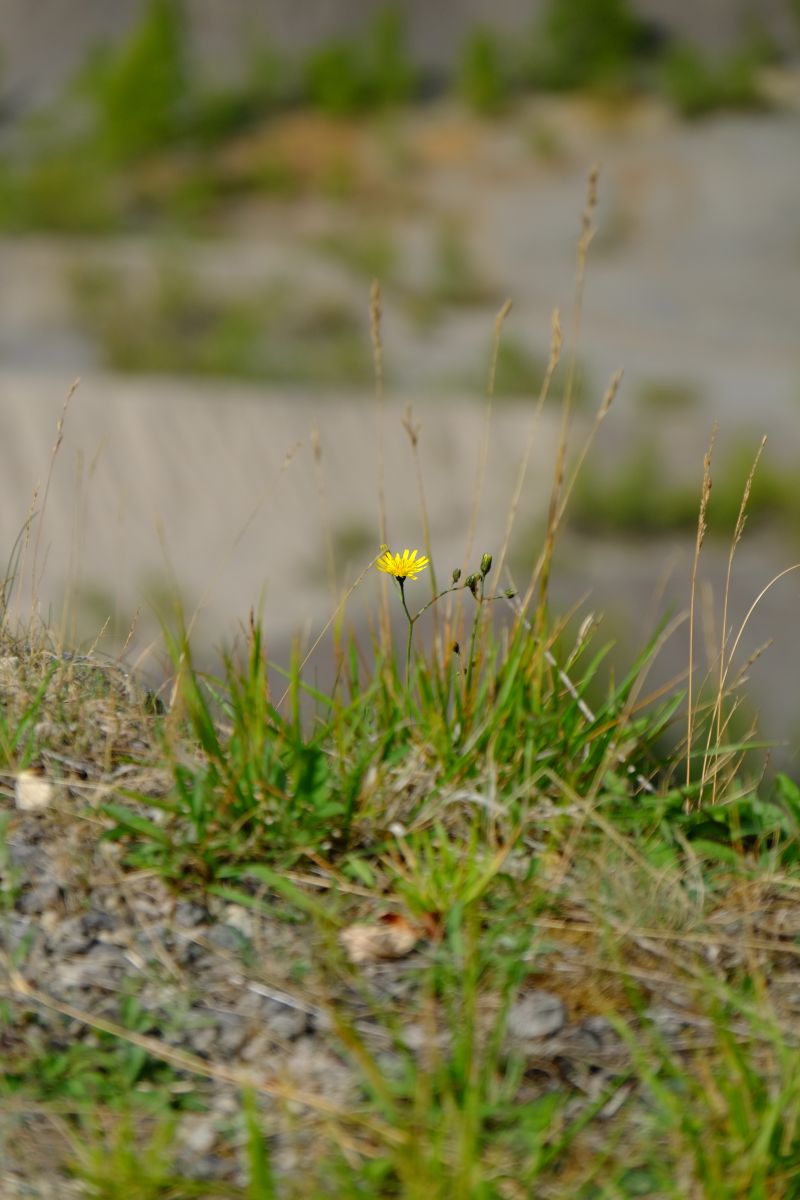 DSCF7587