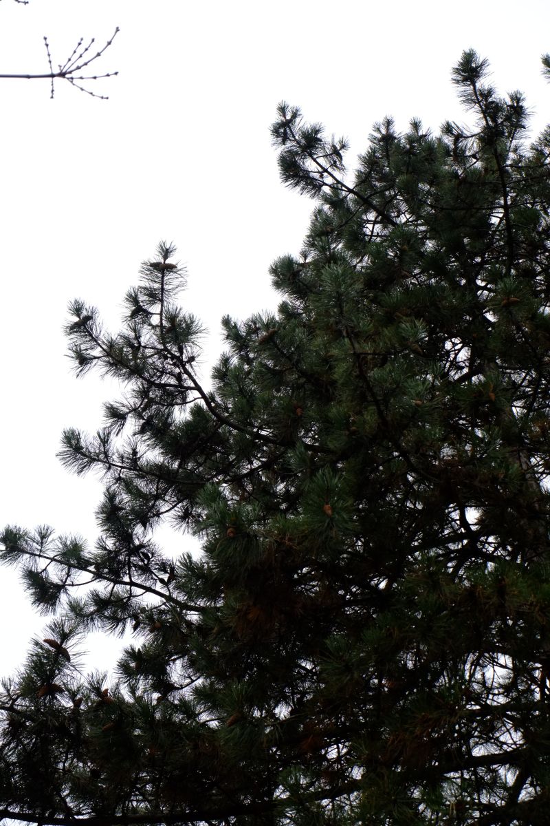 DSCF7960
