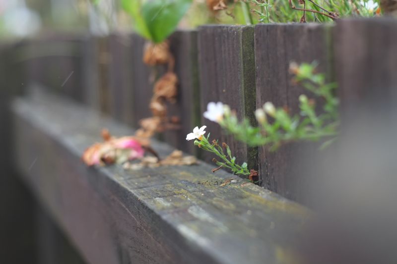 DSCF7049