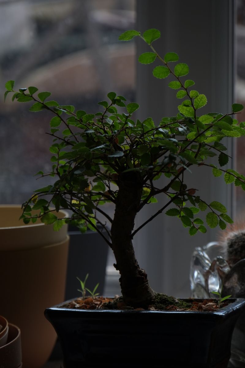 DSCF7513