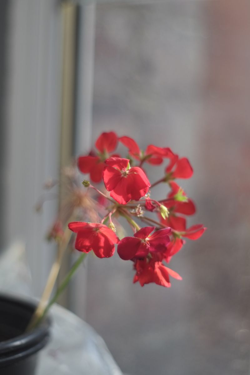DSCF6906