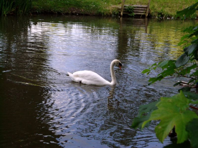 DSCF0559