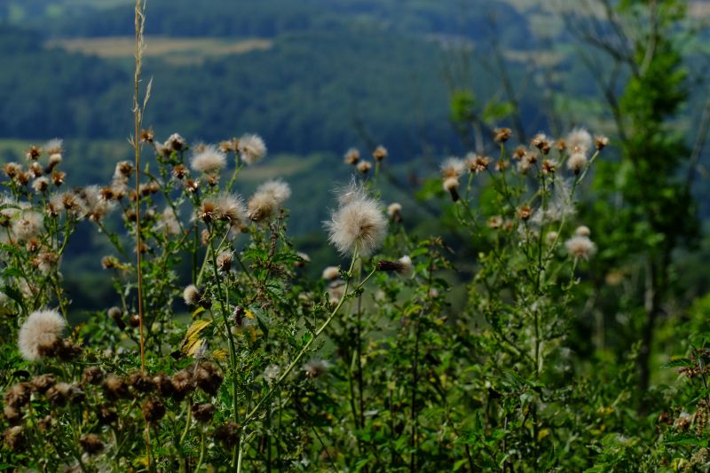 DSCF7718
