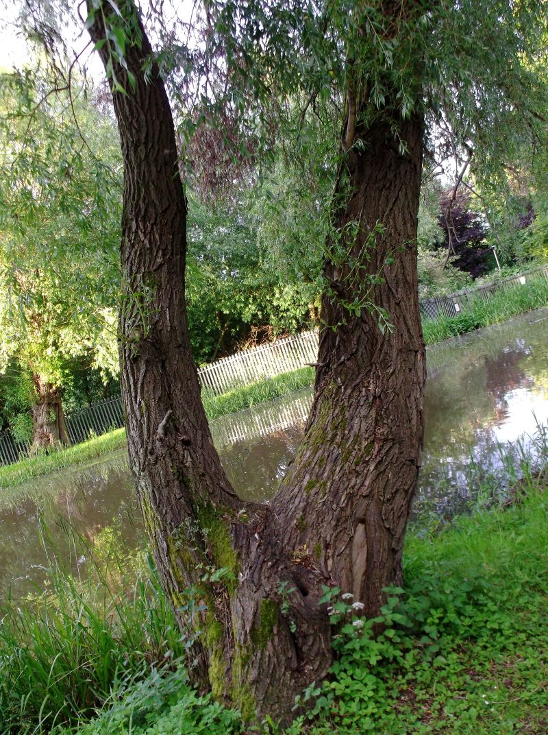 DSCF0547