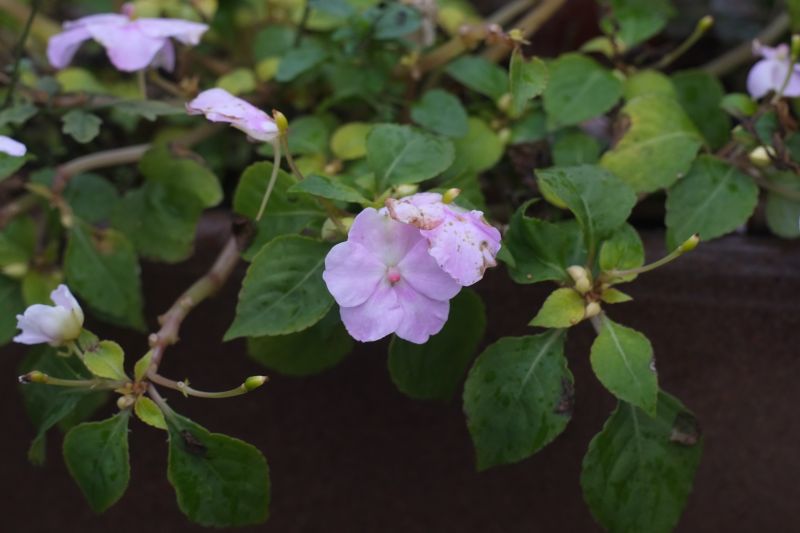 DSCF7045
