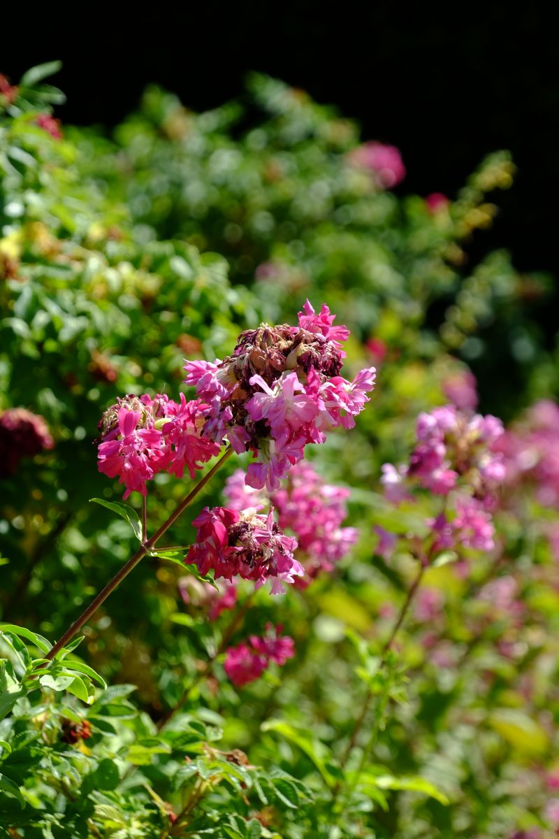DSCF8504