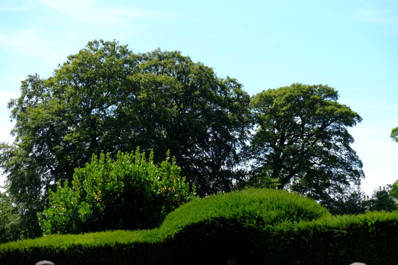 DSCF8526