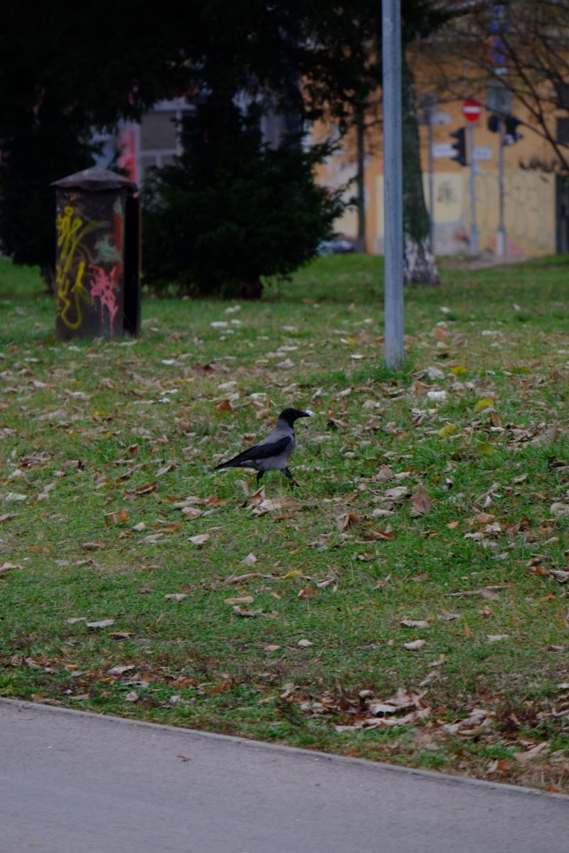 DSCF7928
