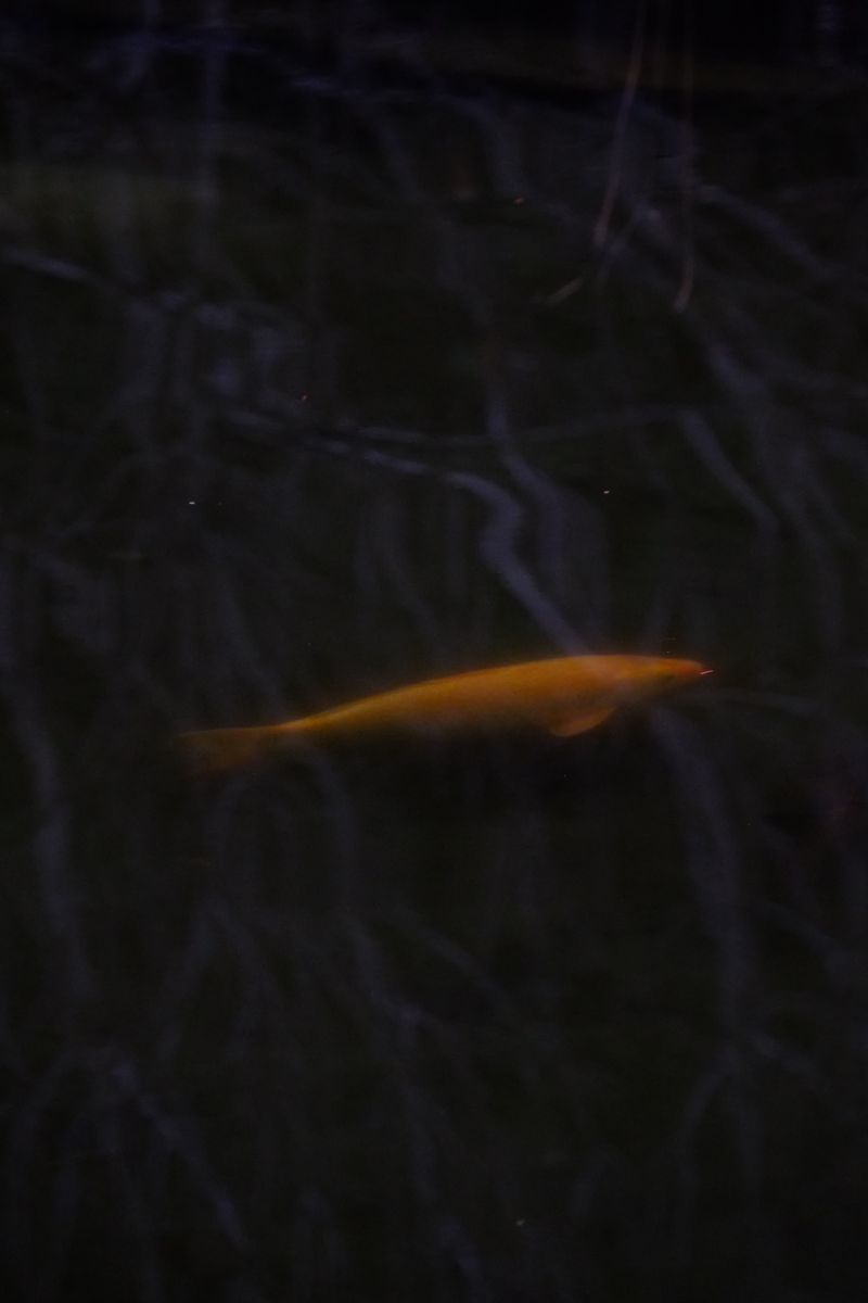 DSCF8059