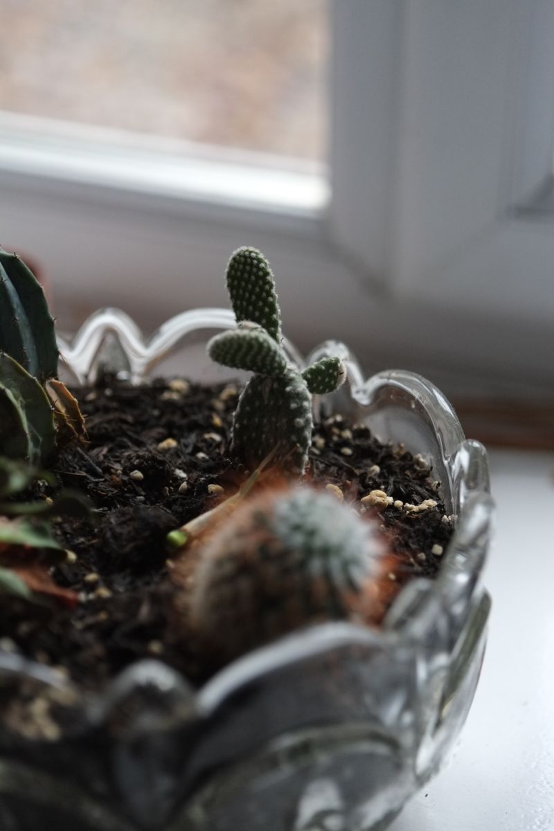 DSCF6825