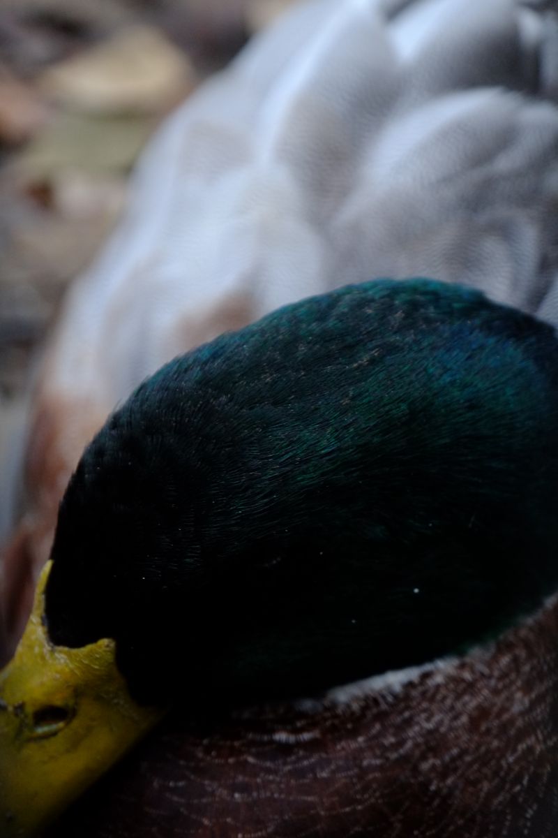DSCF7999
